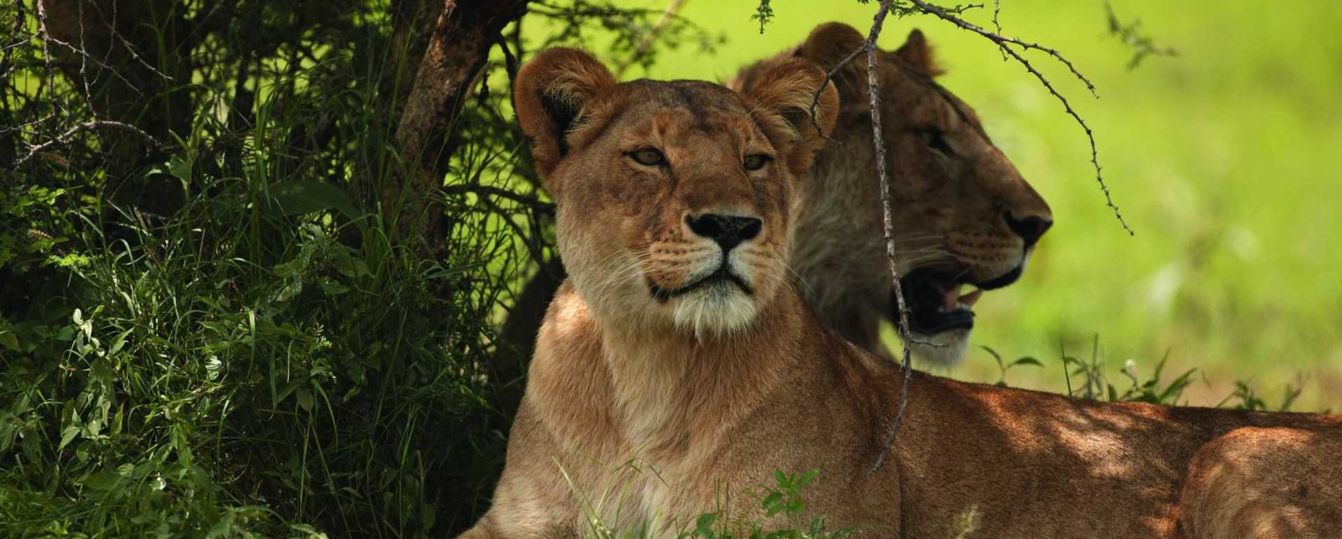 Singita lions  