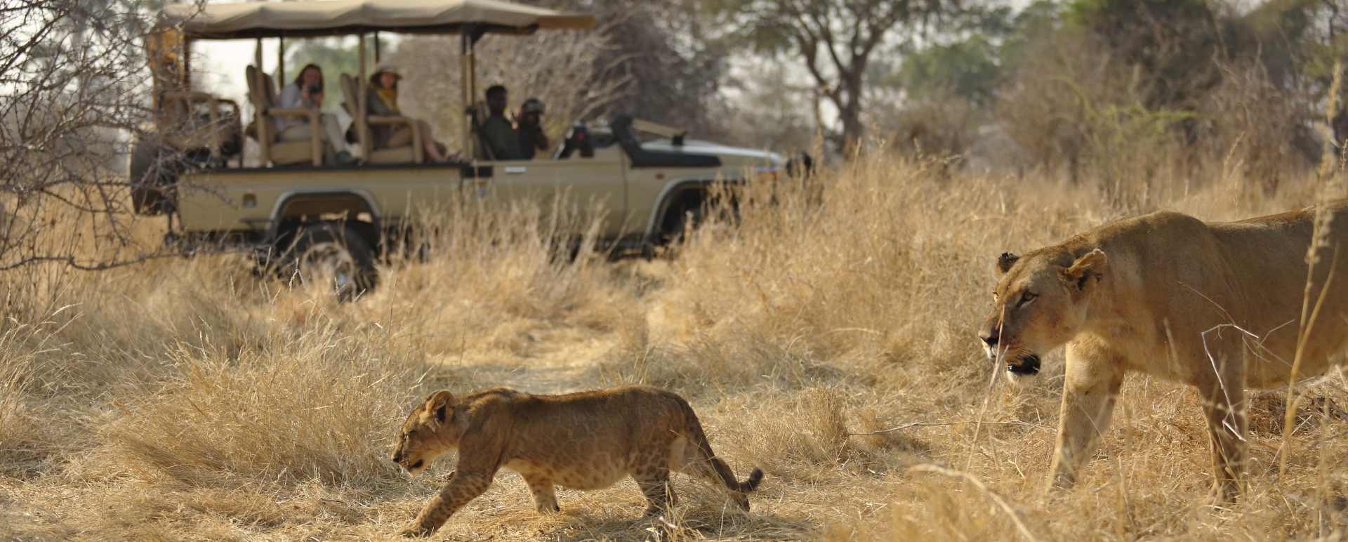 Game drives- lion spotting