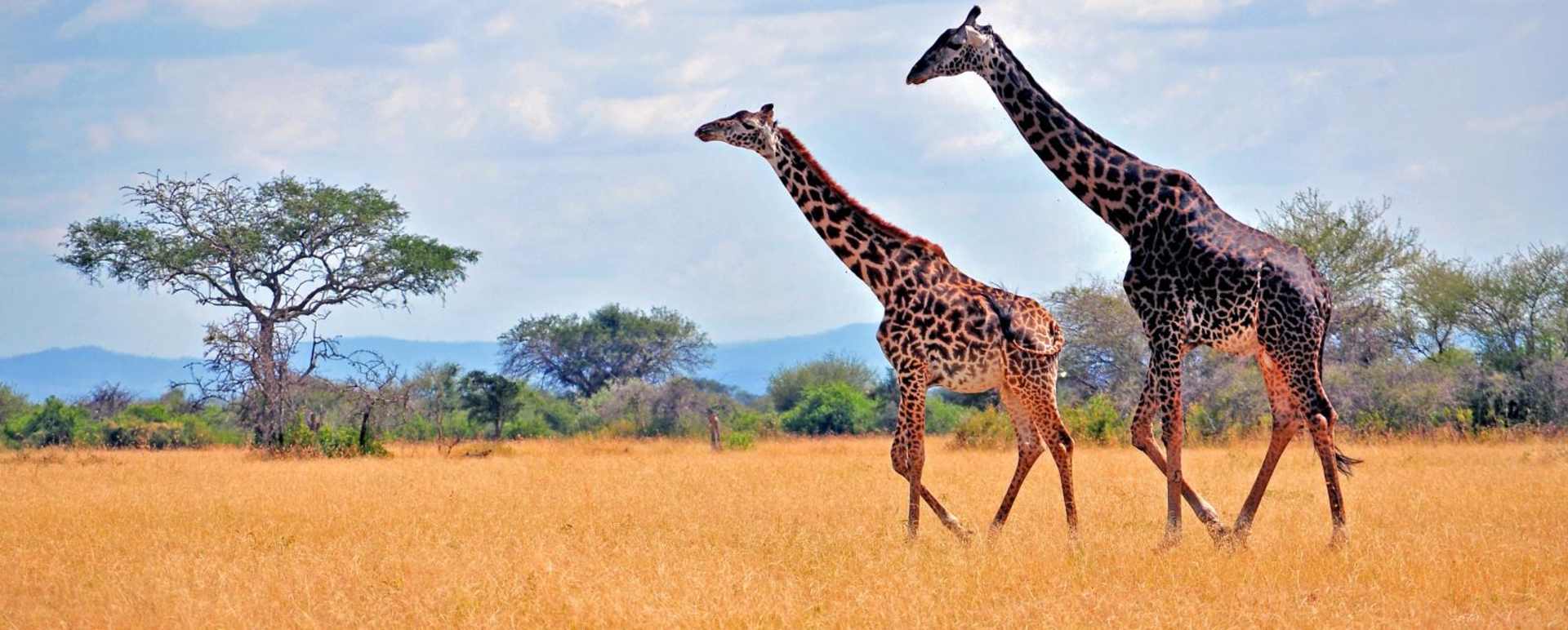 Giraffes in the Serengeti