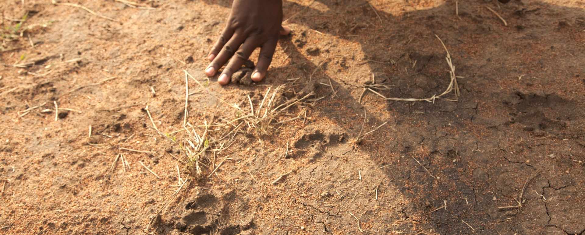 Tracking on Wayo Walking Safari 