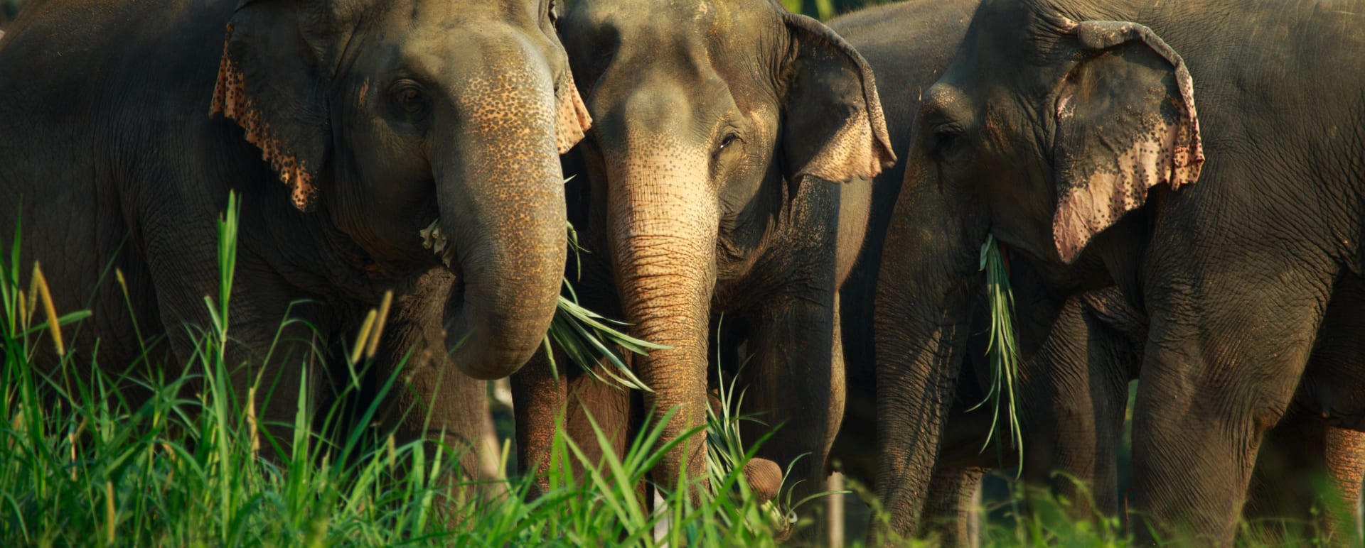 Elephants  