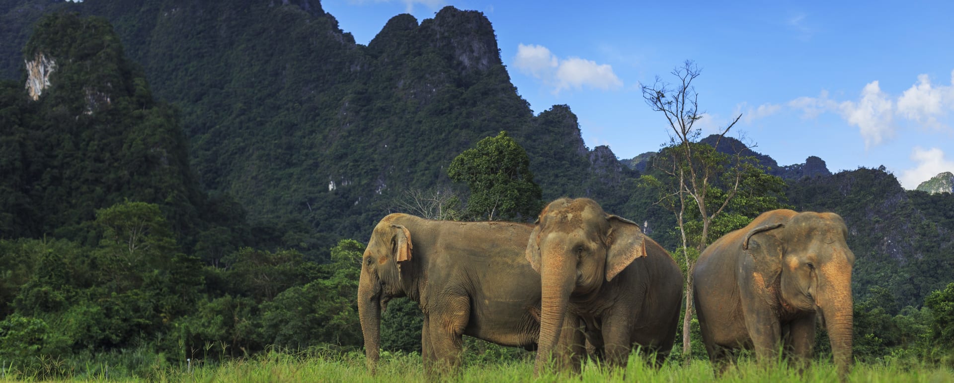Elephants  