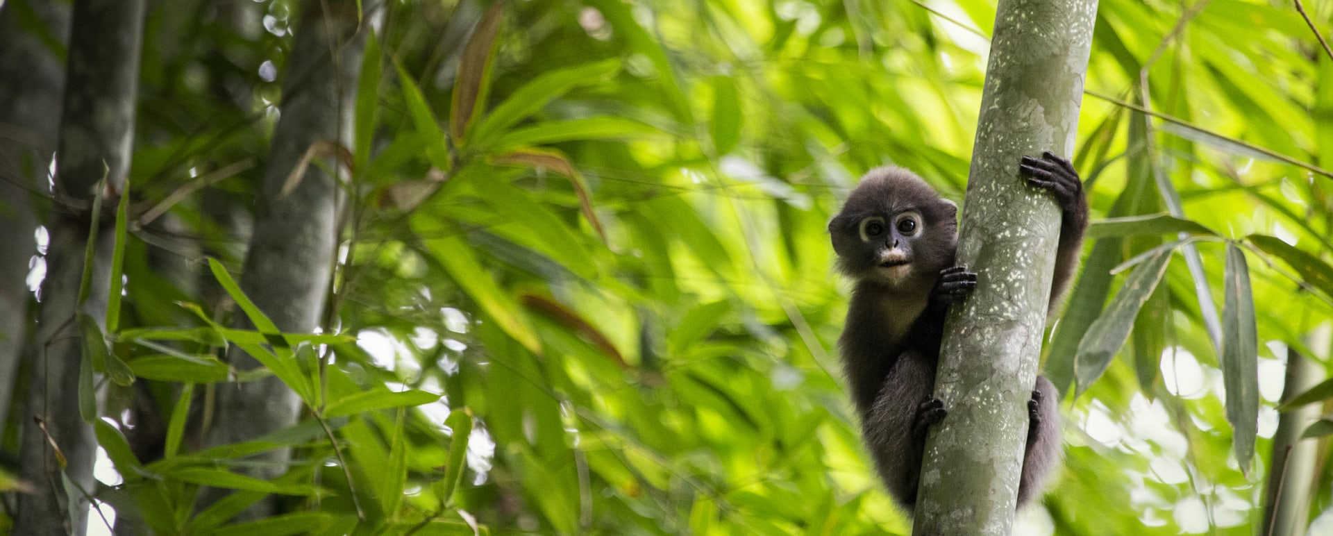 Monkey  