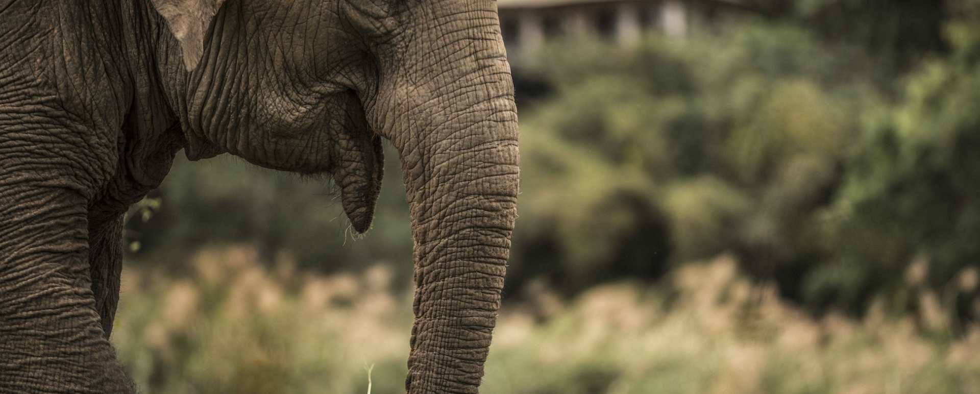 Elephant - Four Seasons Tented Camp Golden Triangle
