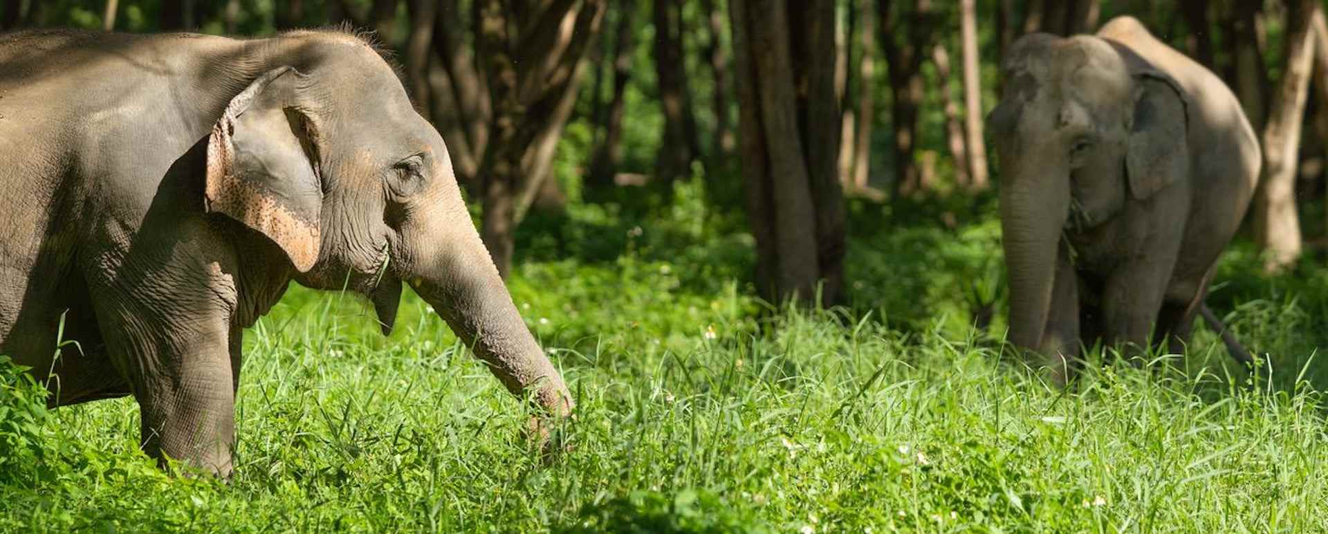 Elephants 