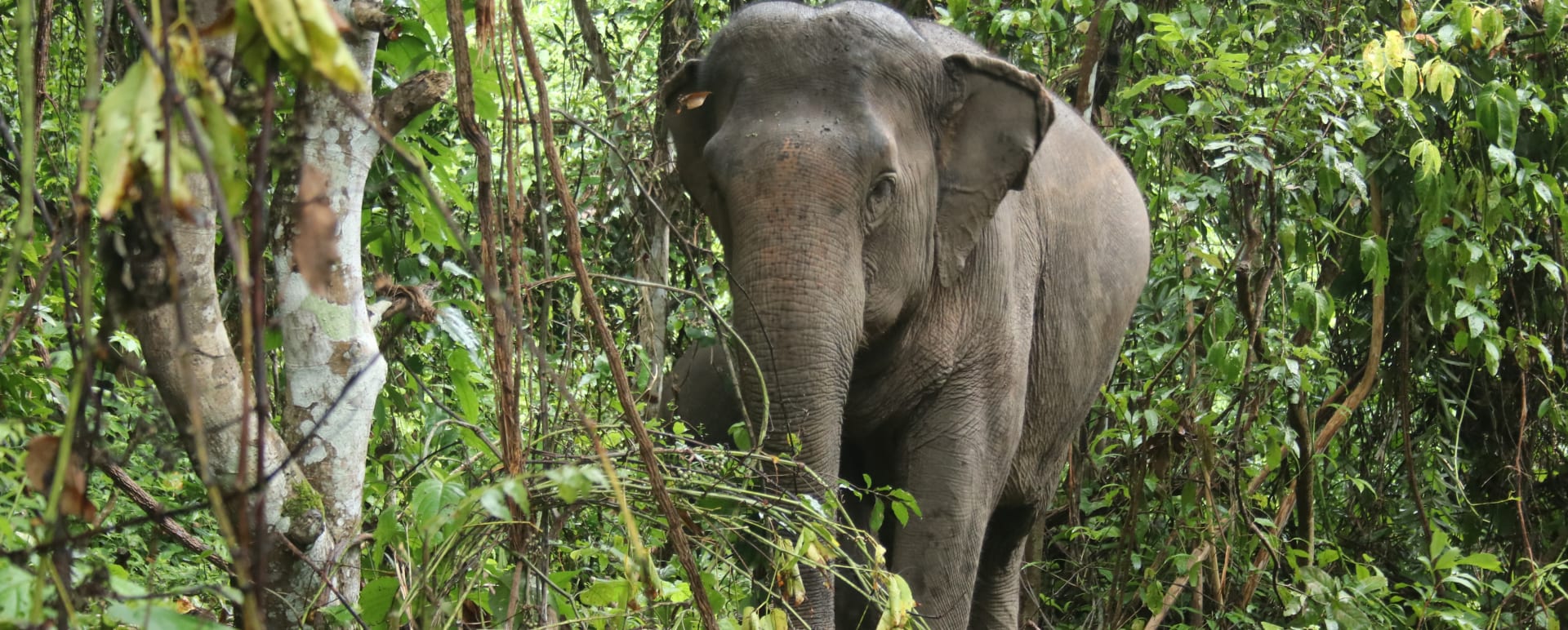 ChangChill Elephant Sanctuary