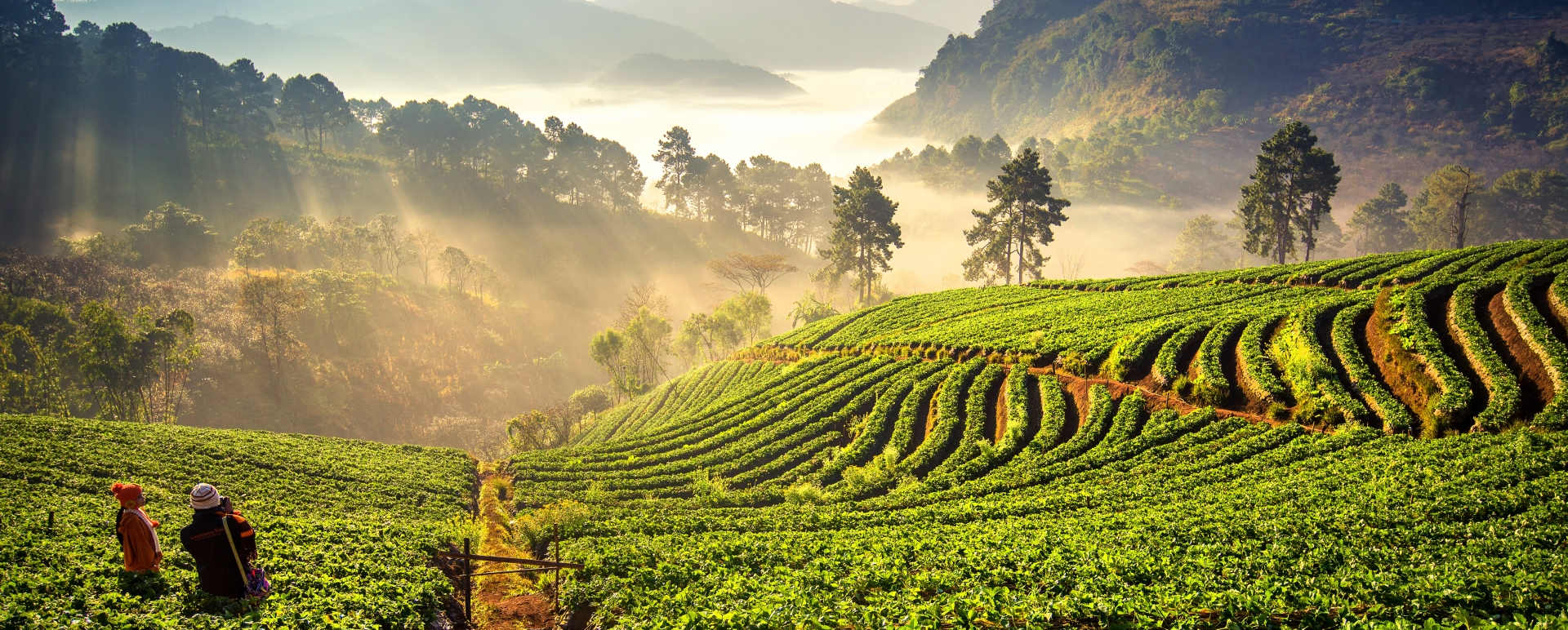 Chiang Mai 