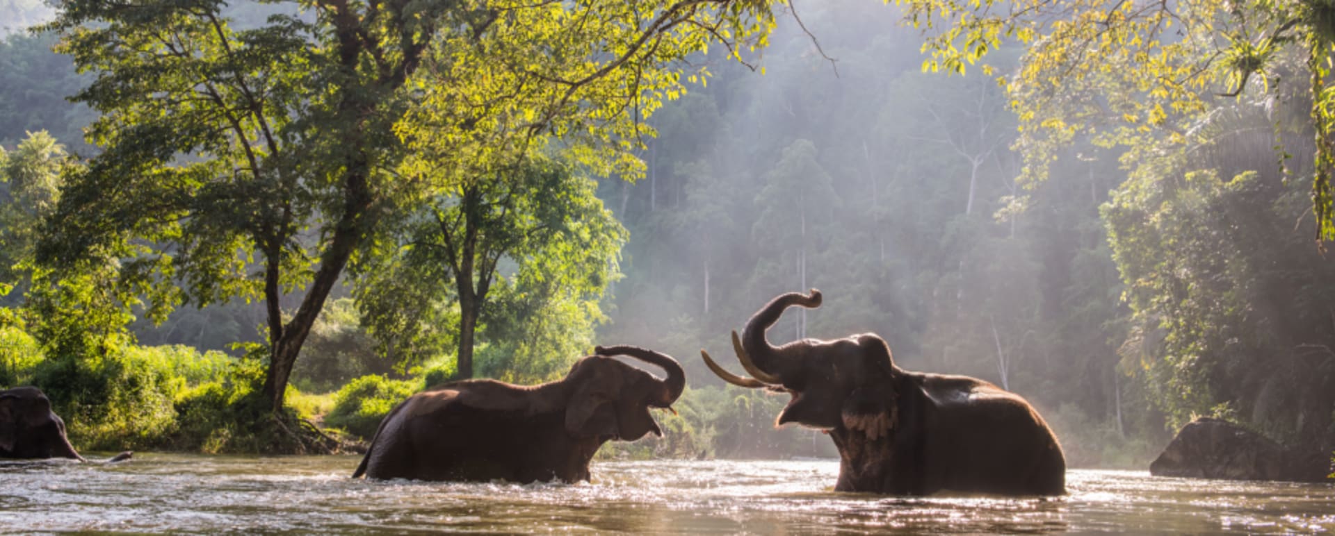 elephants 