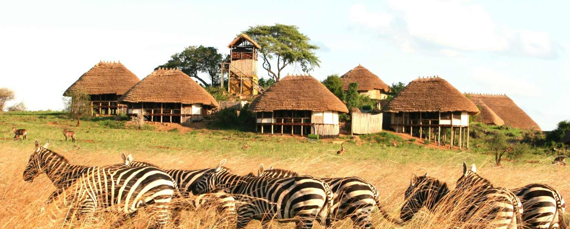 Zebras outside the Lodge - Apoka Lodge
