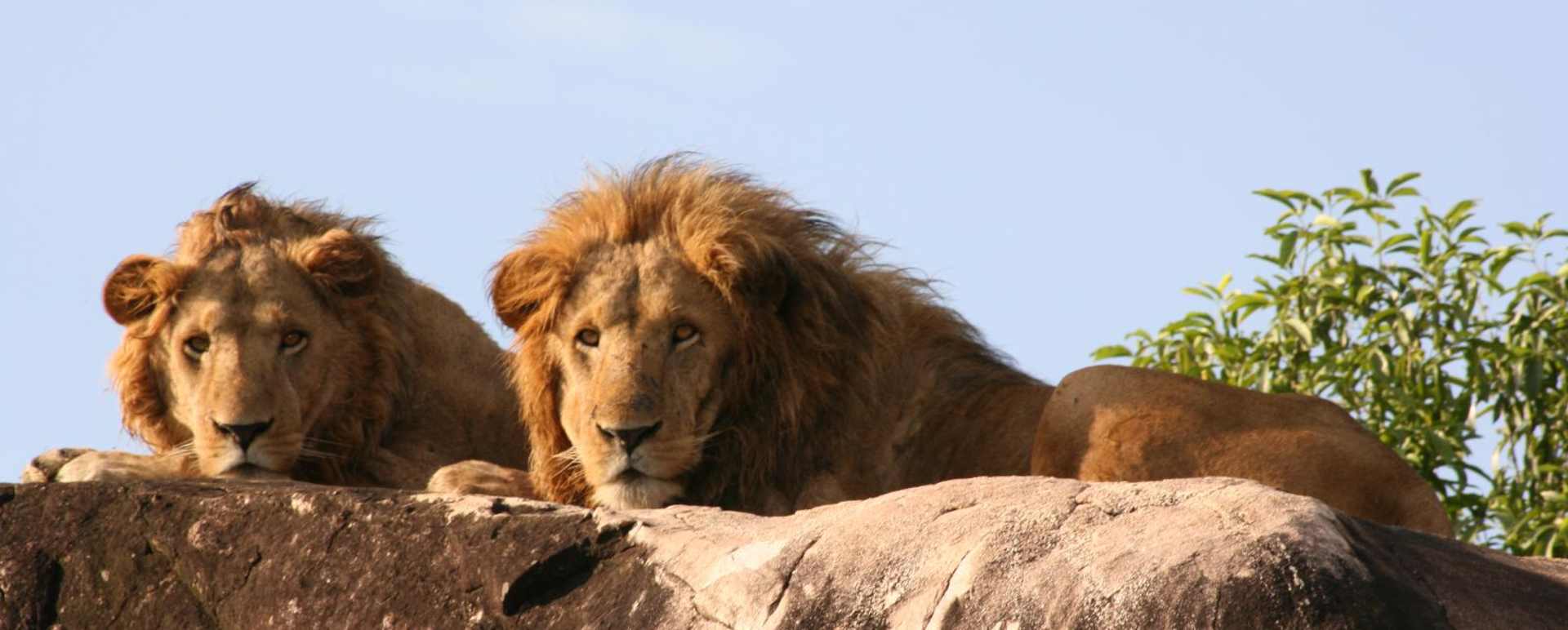 Lion at Apoka - Apoka Lodge