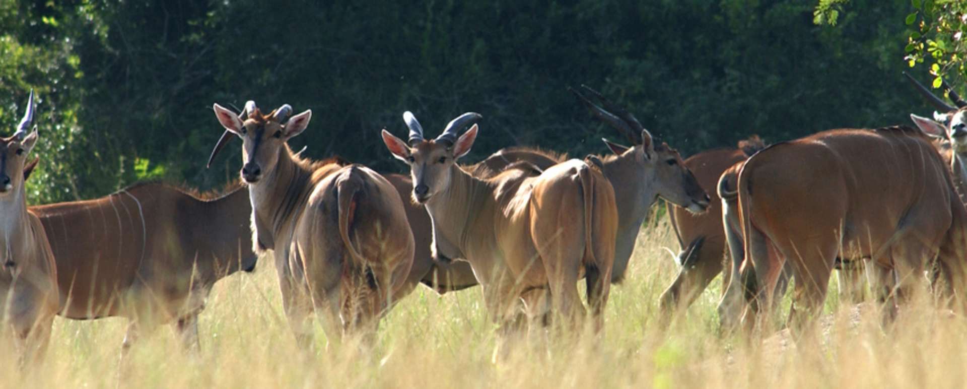 Eland by the waterhole - Mihingo Lodge