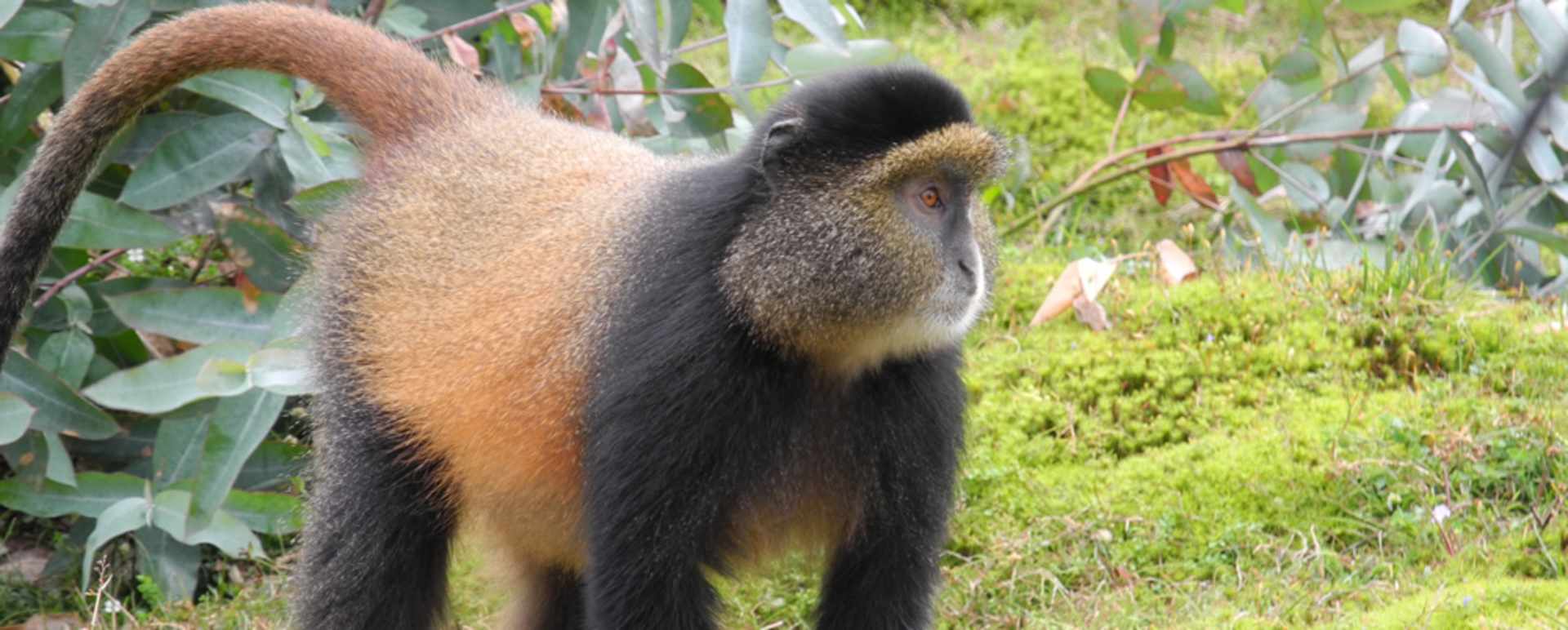 Golden Monkey trekking