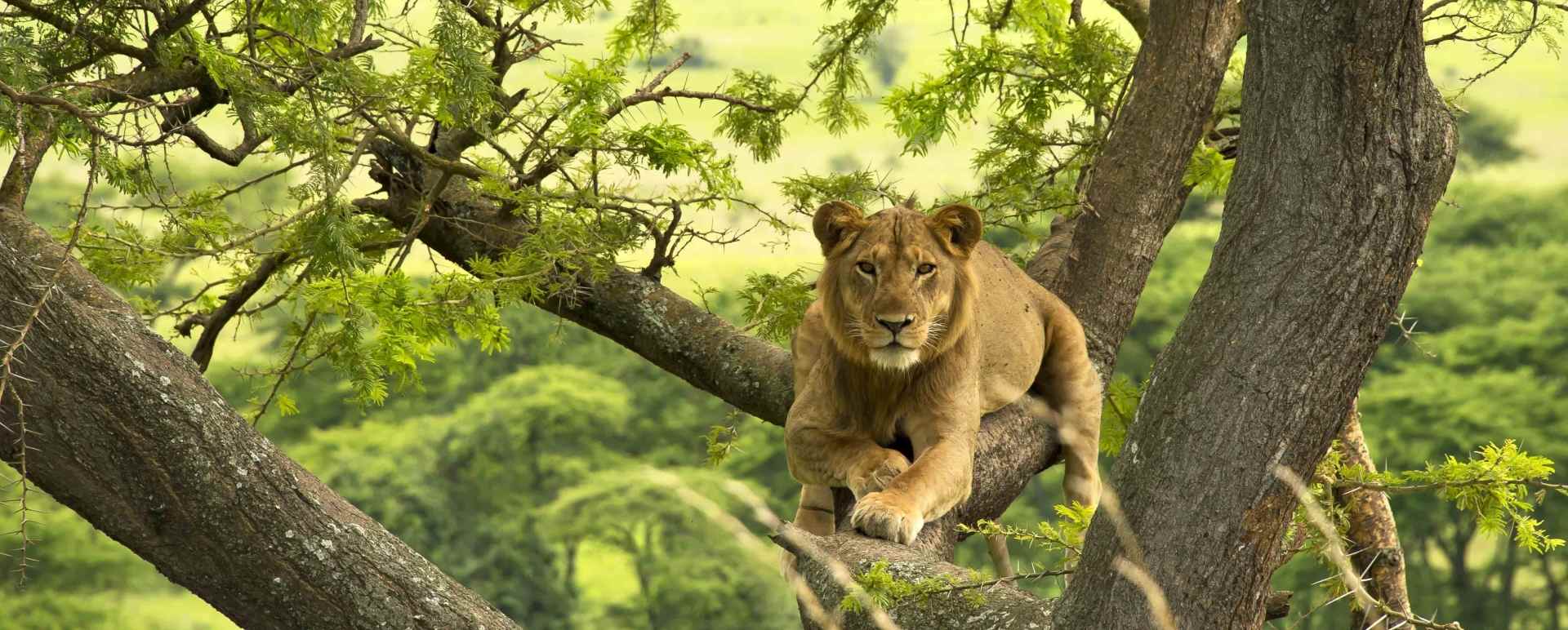 Lion  - The Wonders of Western Uganda