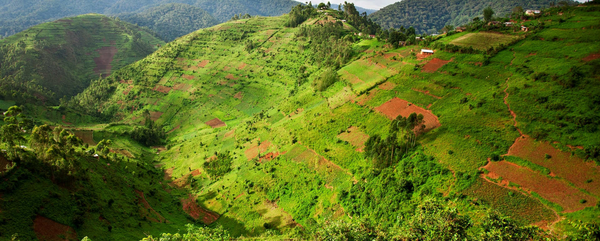 Bwindi Impenetrable Forest  - The Wonders of Western Uganda