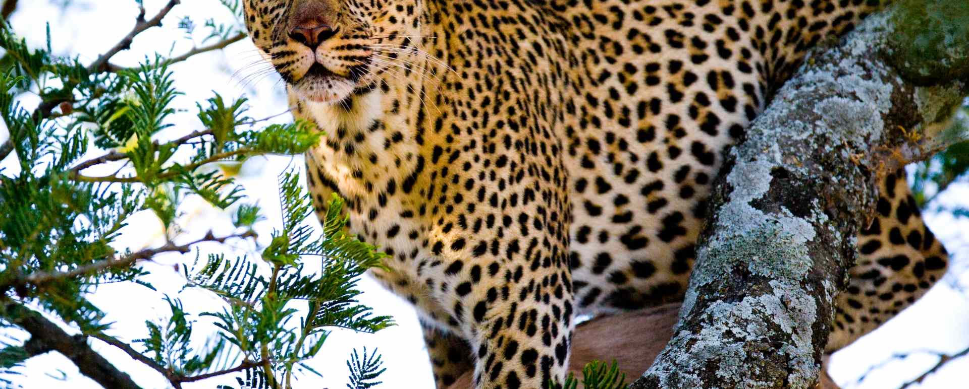 leopard in Mara - 