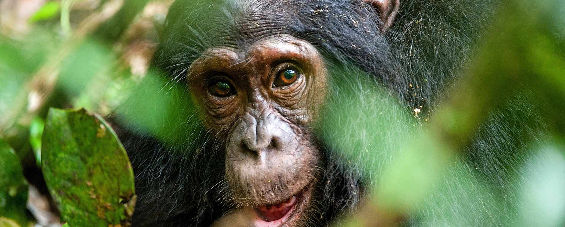 Chimpanzee  