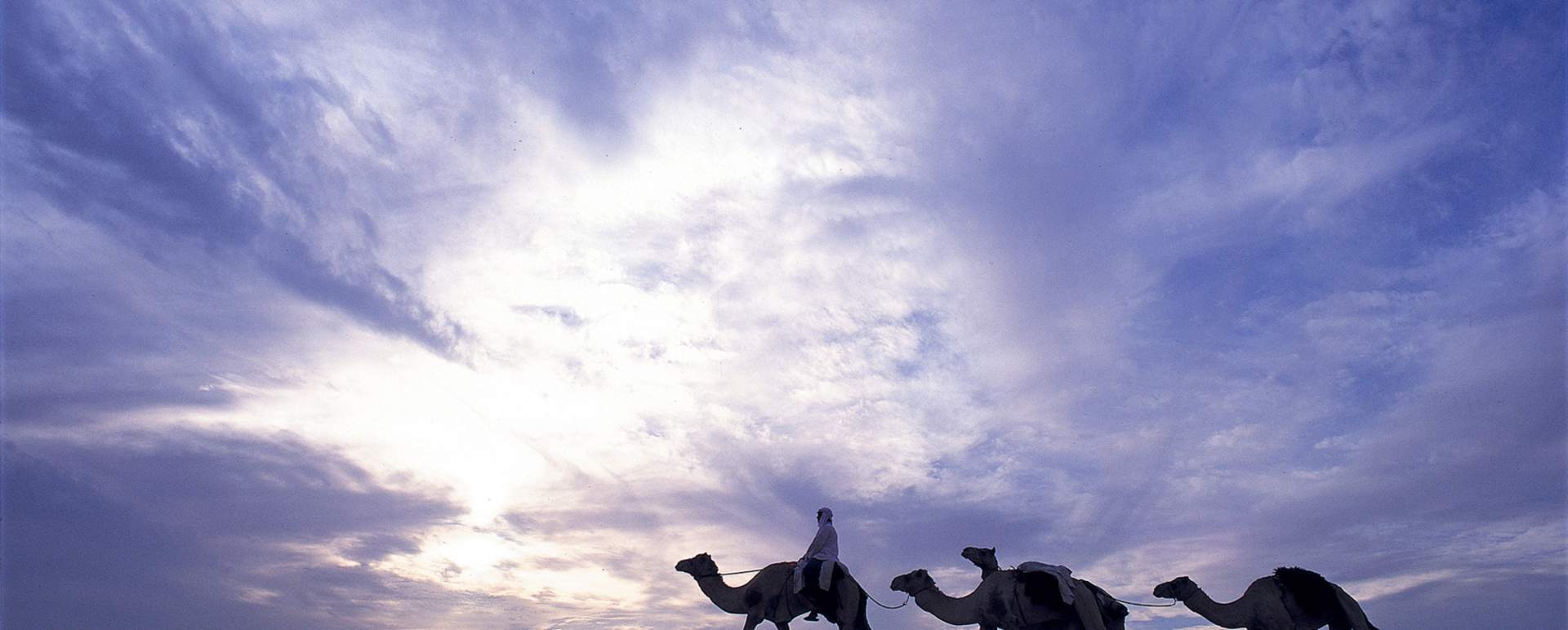 Camels on the Dunes - Al Maha Desert Resort and Spa