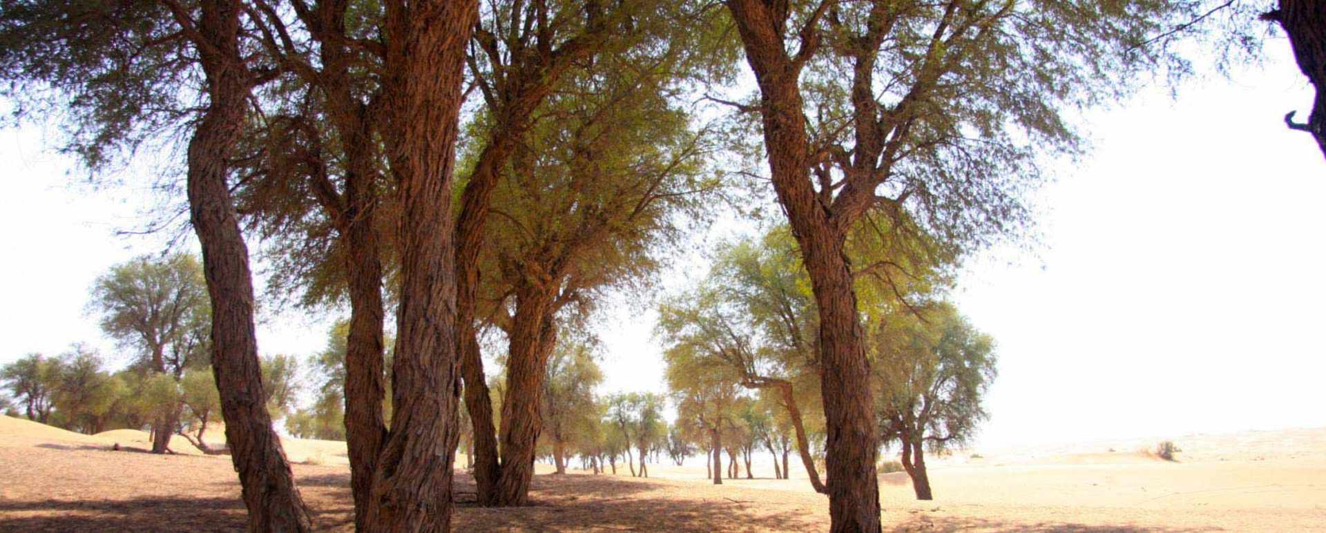 Ghaf Trees - Al Maha Desert Resort and Spa