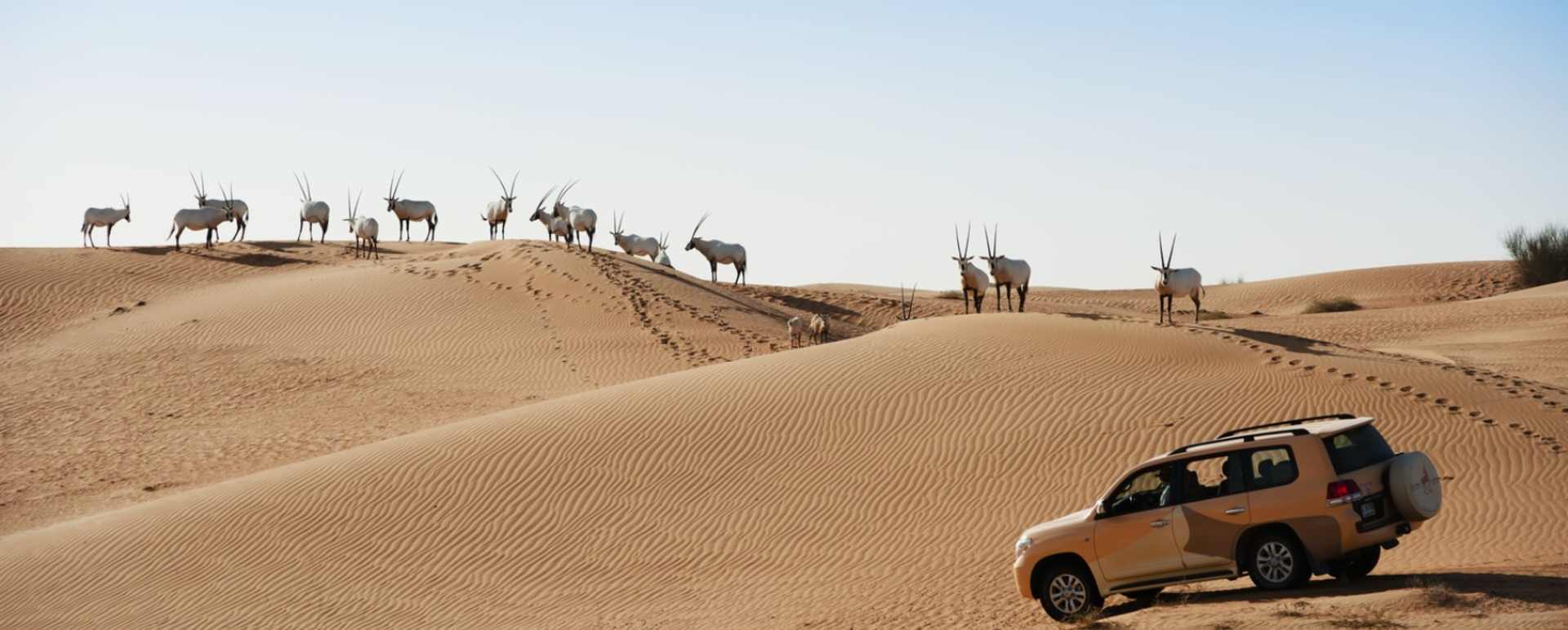 Wildlife Drive - Al Maha Desert Resort and Spa