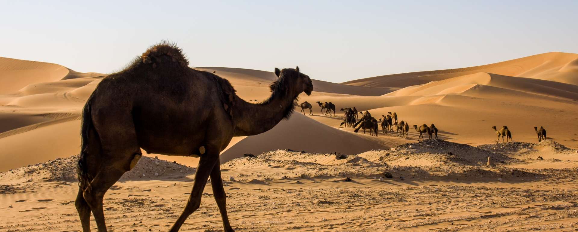 Dubai desert