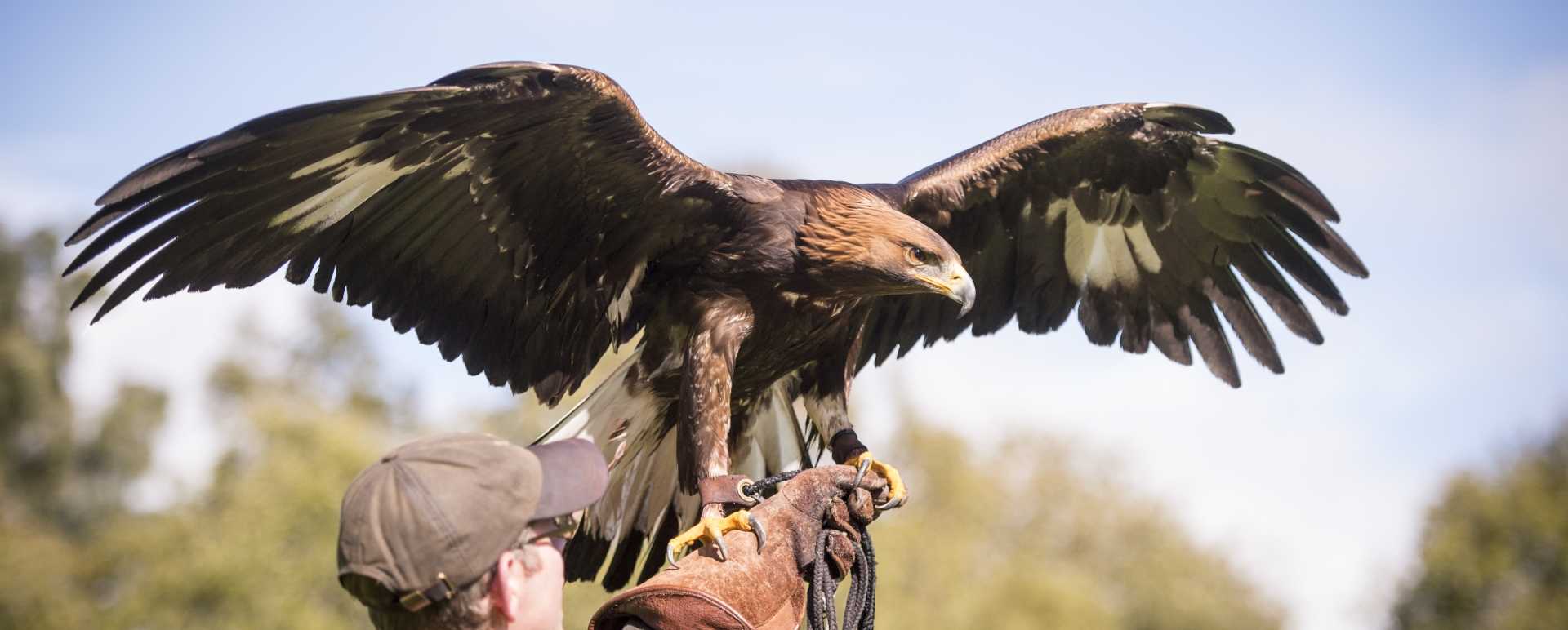 Falconry 
