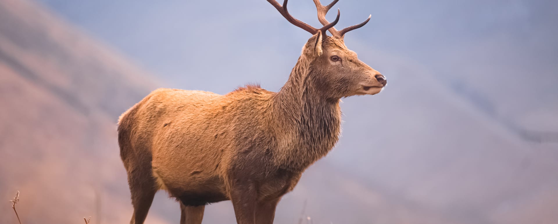 A Day in Royal Deeside with a Local Raconteur