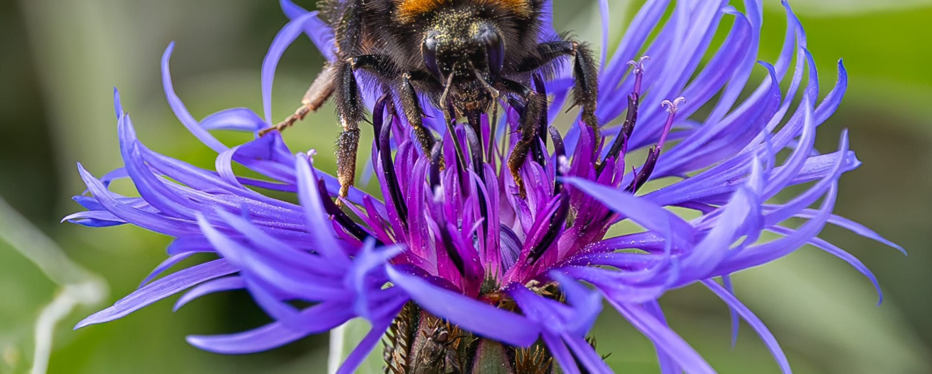 Bumble Bee 