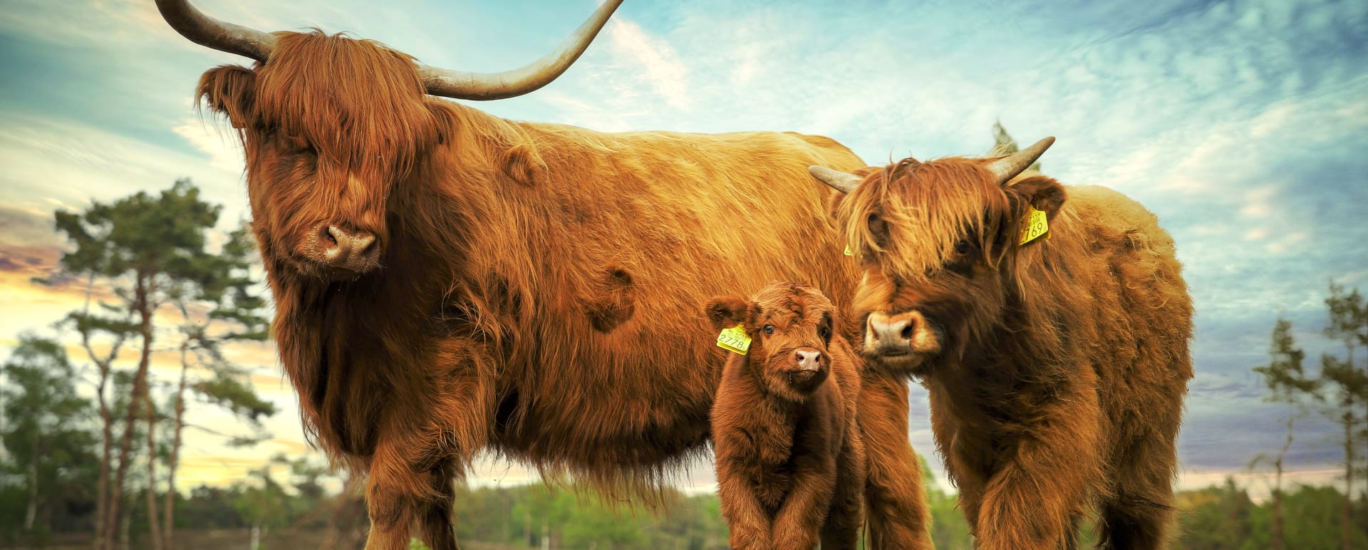 Family odyssey - Coos 