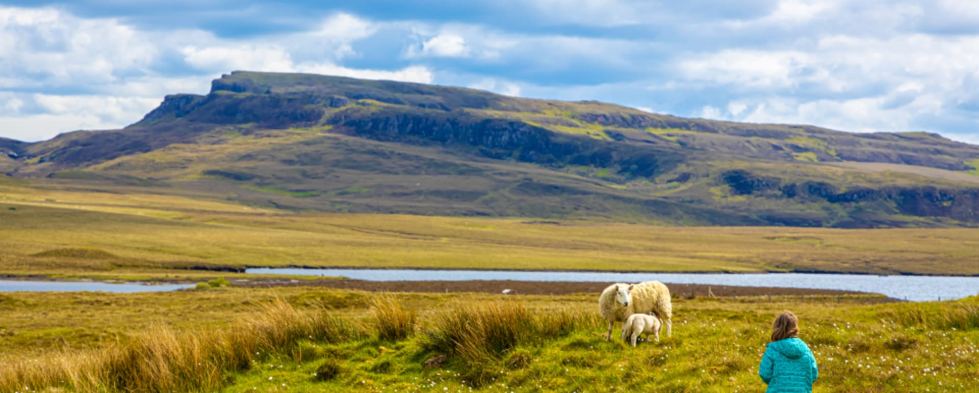 Family Odyssey - Sheeps 