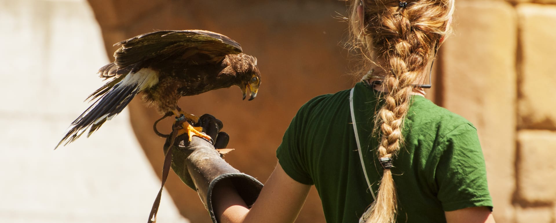 Family Odyssey - Falconery 