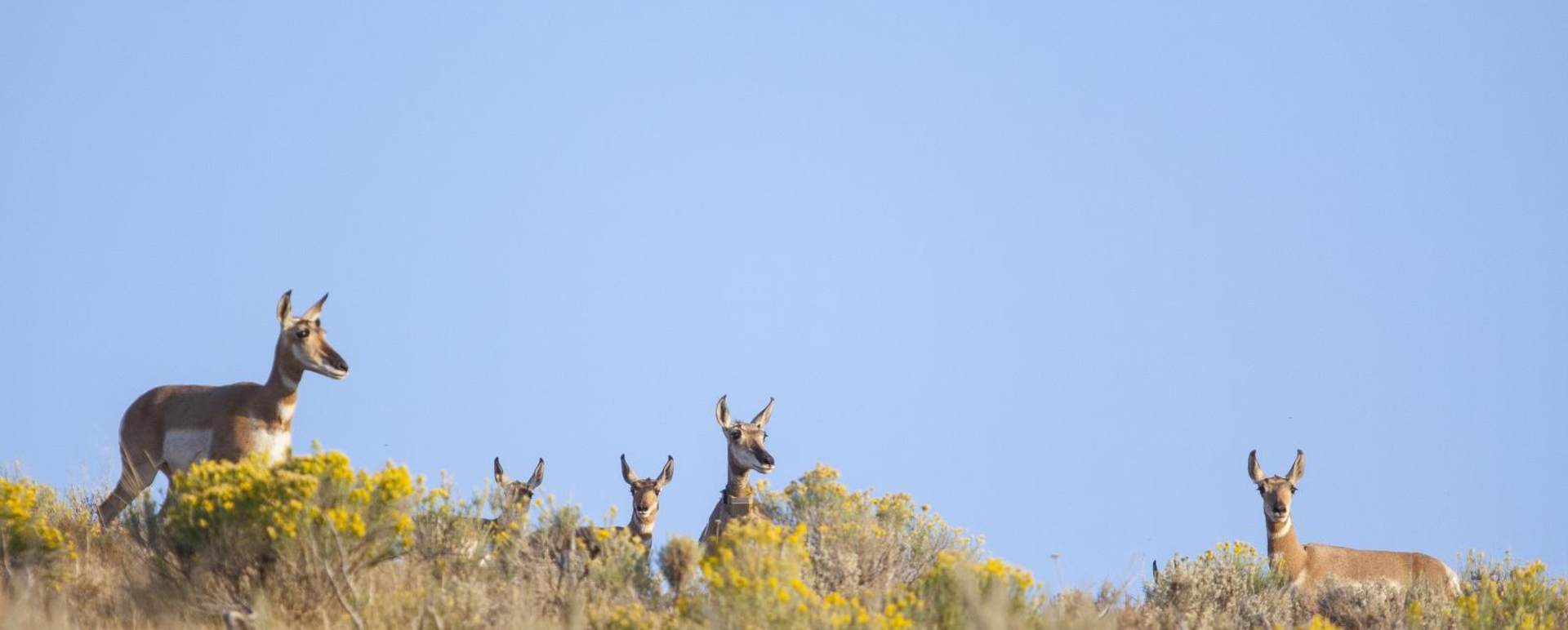 Antelope - Four Seasons Jackson Hole 