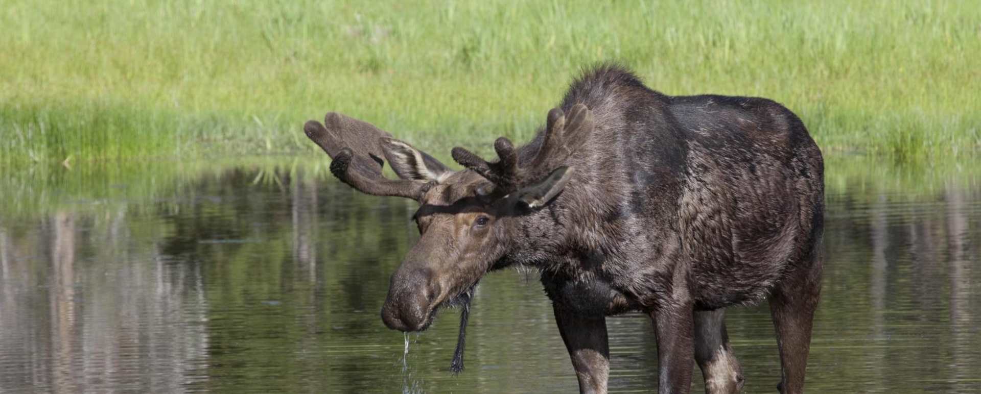 Moose - Four Seasons Jackson Hole 