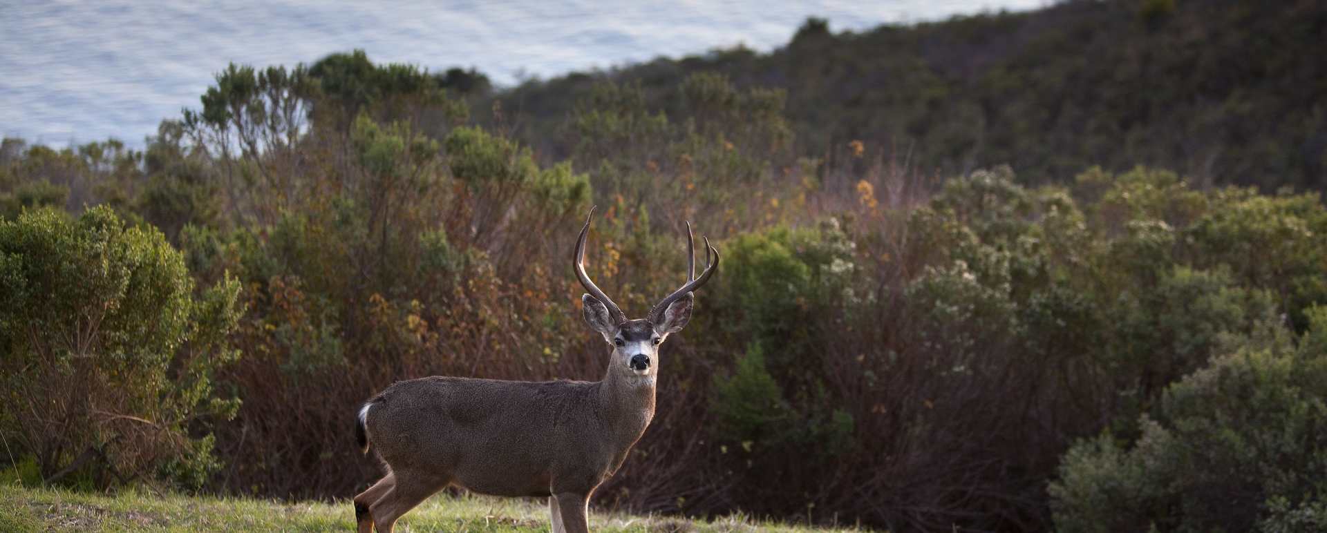 Deer - Post Ranch Inn