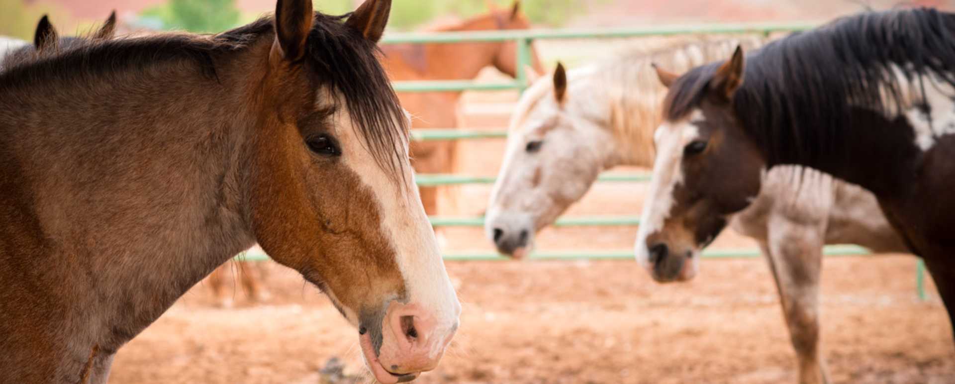 Horses - Sorrel River Ranch