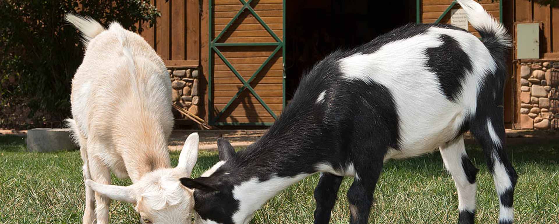 Goats at Sorrel - Sorrel River Ranch