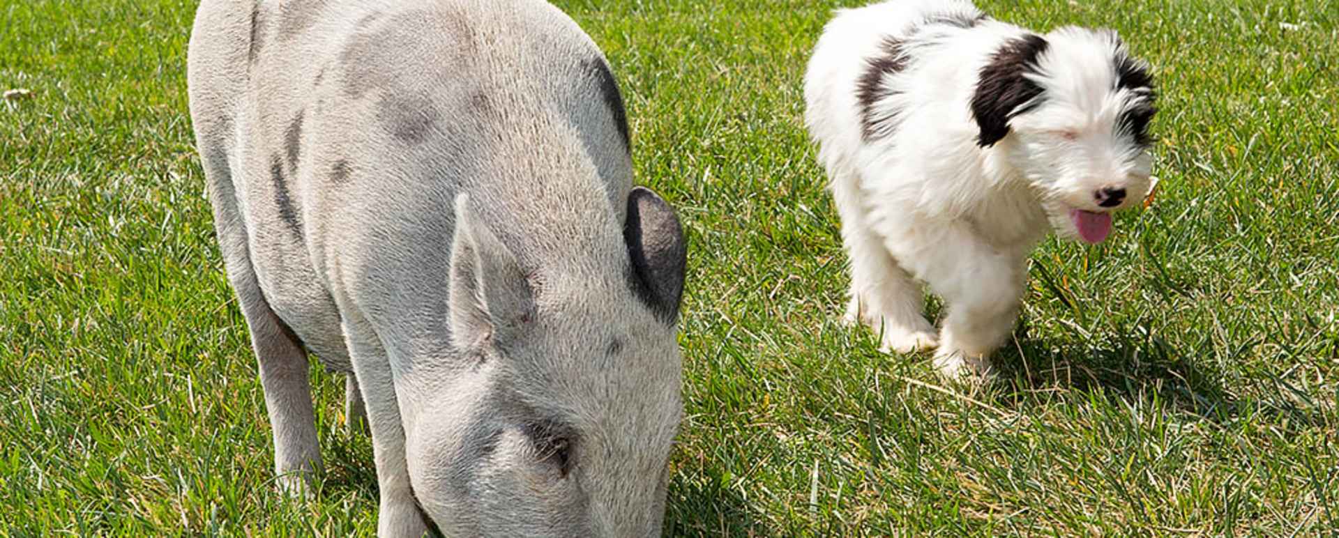 Pig at the Petting Zoo - Sorrel River Ranch