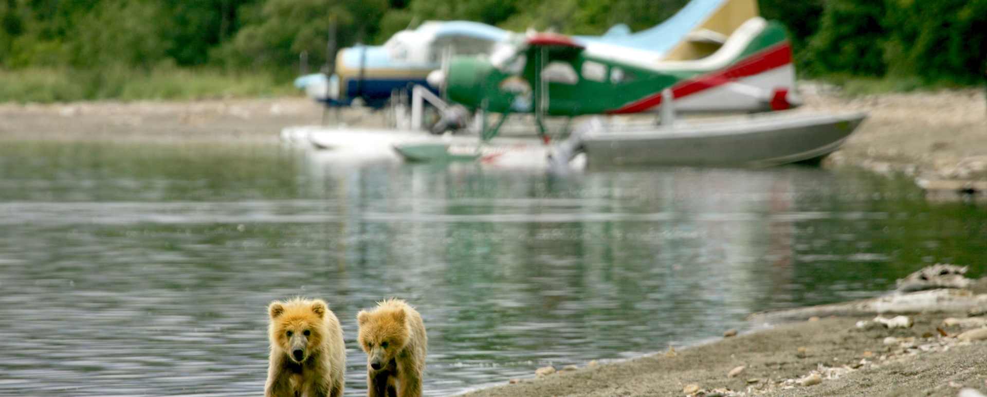 Stillpoint Lodge cubs and planes 