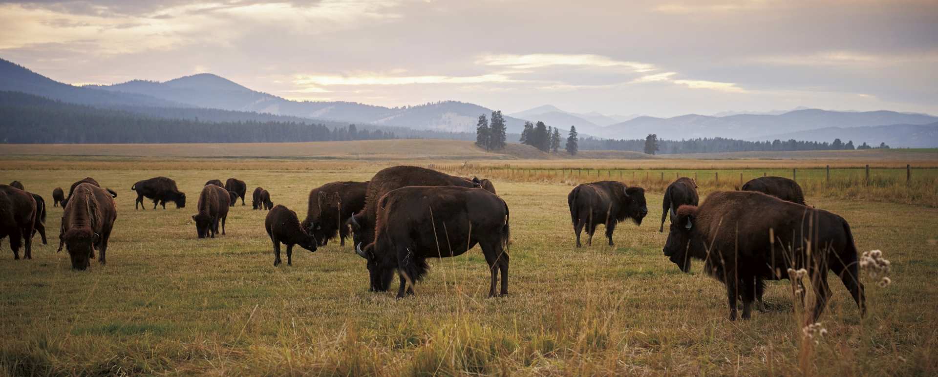 Bison - The Green O 