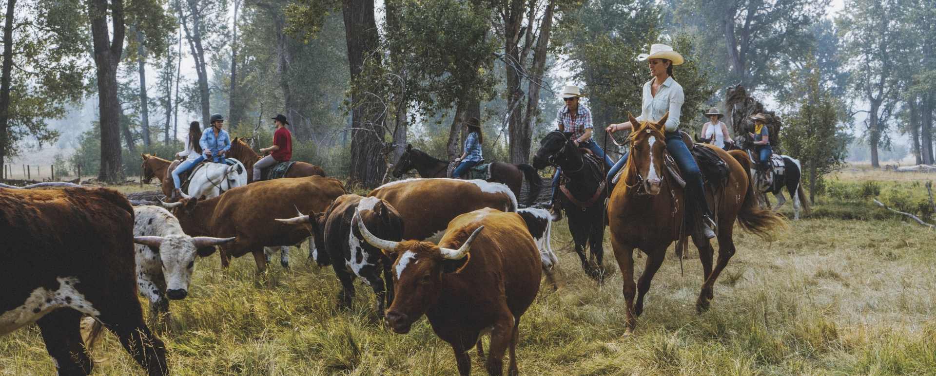 Cattle Mustering - The Green O 