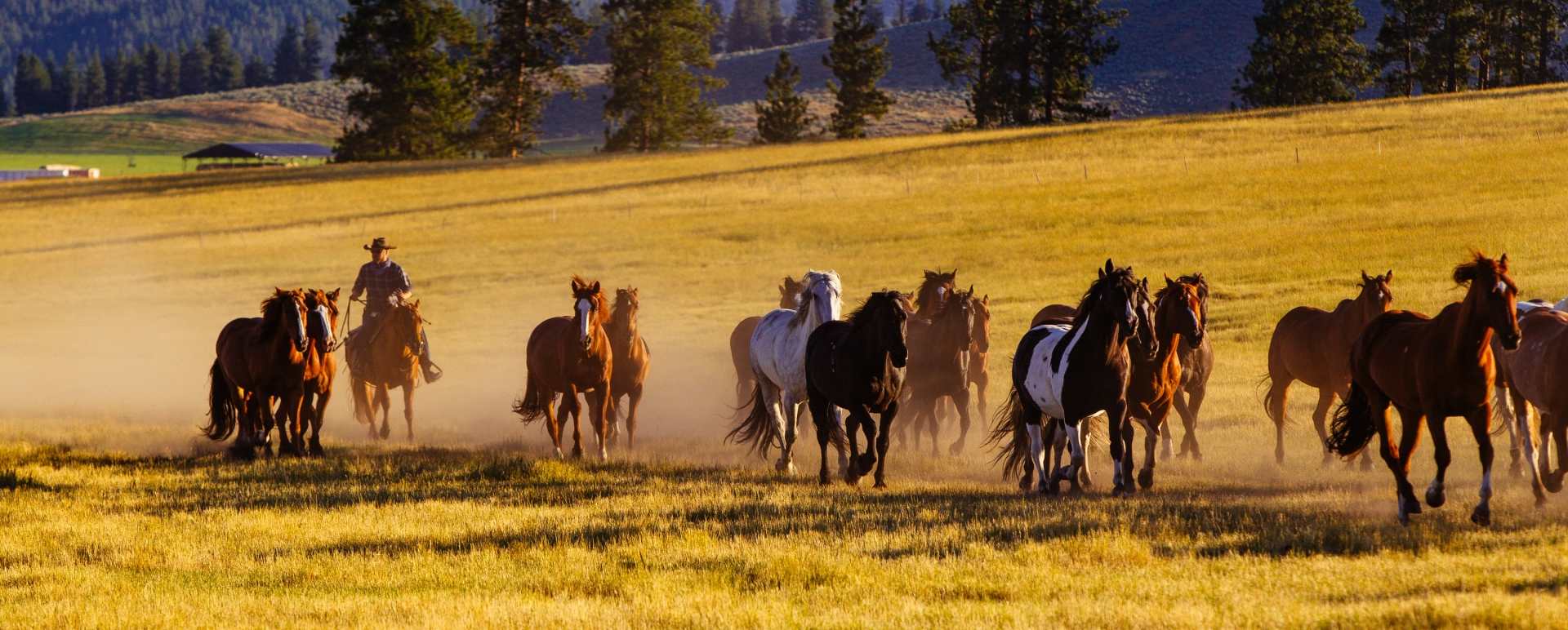 Horses