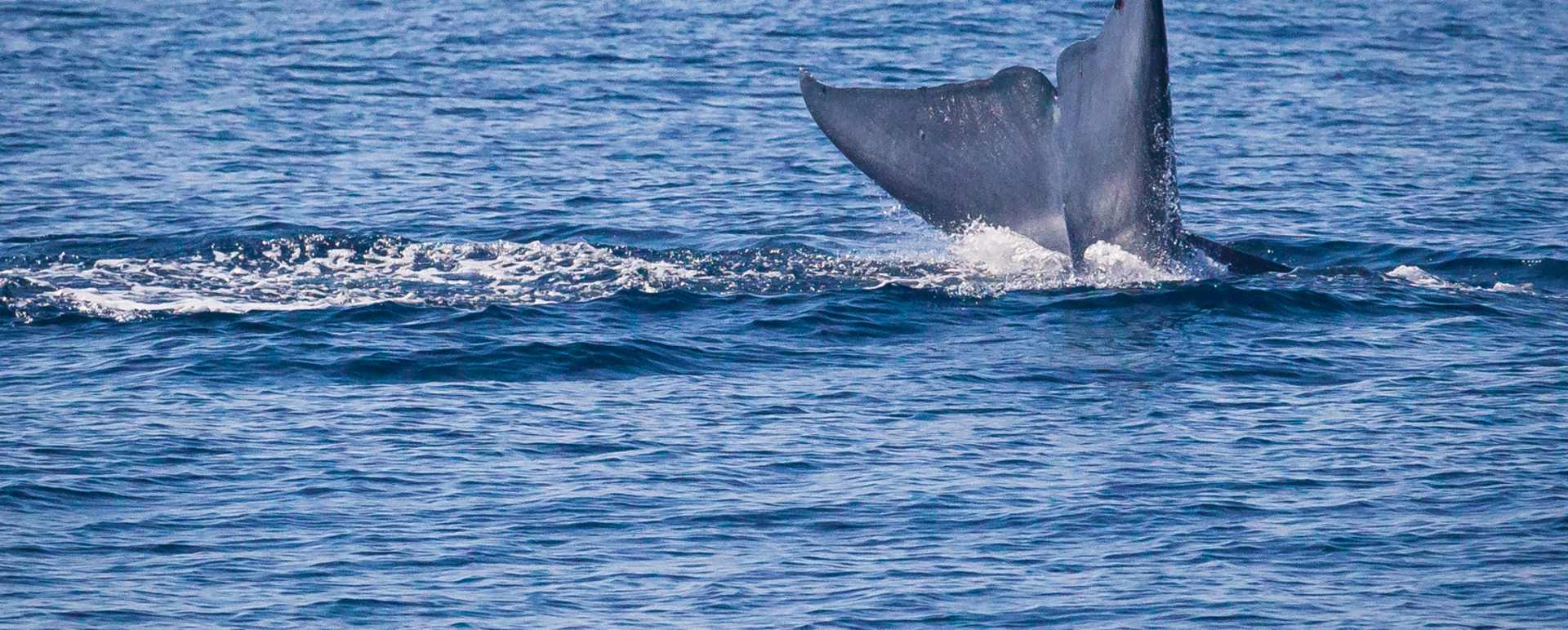 Whale Watching at Laguna  - Ritz Carlton Laguna Niguel