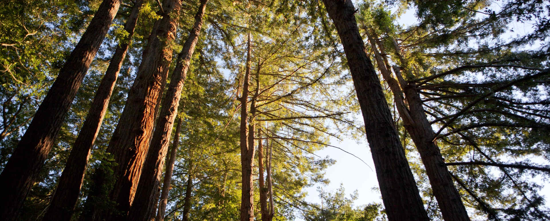 Redwoods - Ventana Big Sur, An Alila Resort