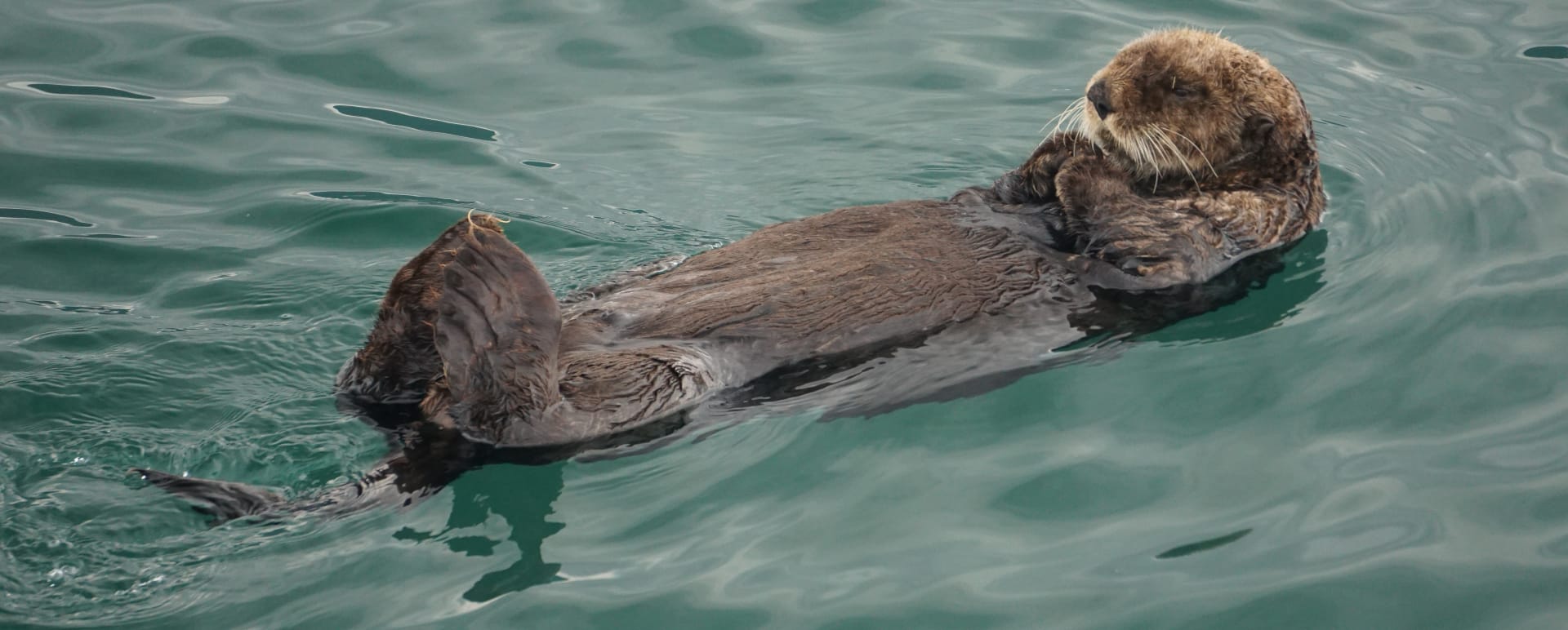 Alaskan Culture Experience Homer Half Day Trip at Stillpoint Lodge