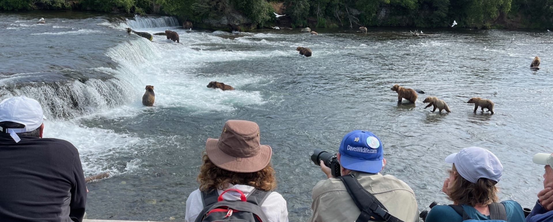 Bear Viewing Excursions at Stillpoint Lodge