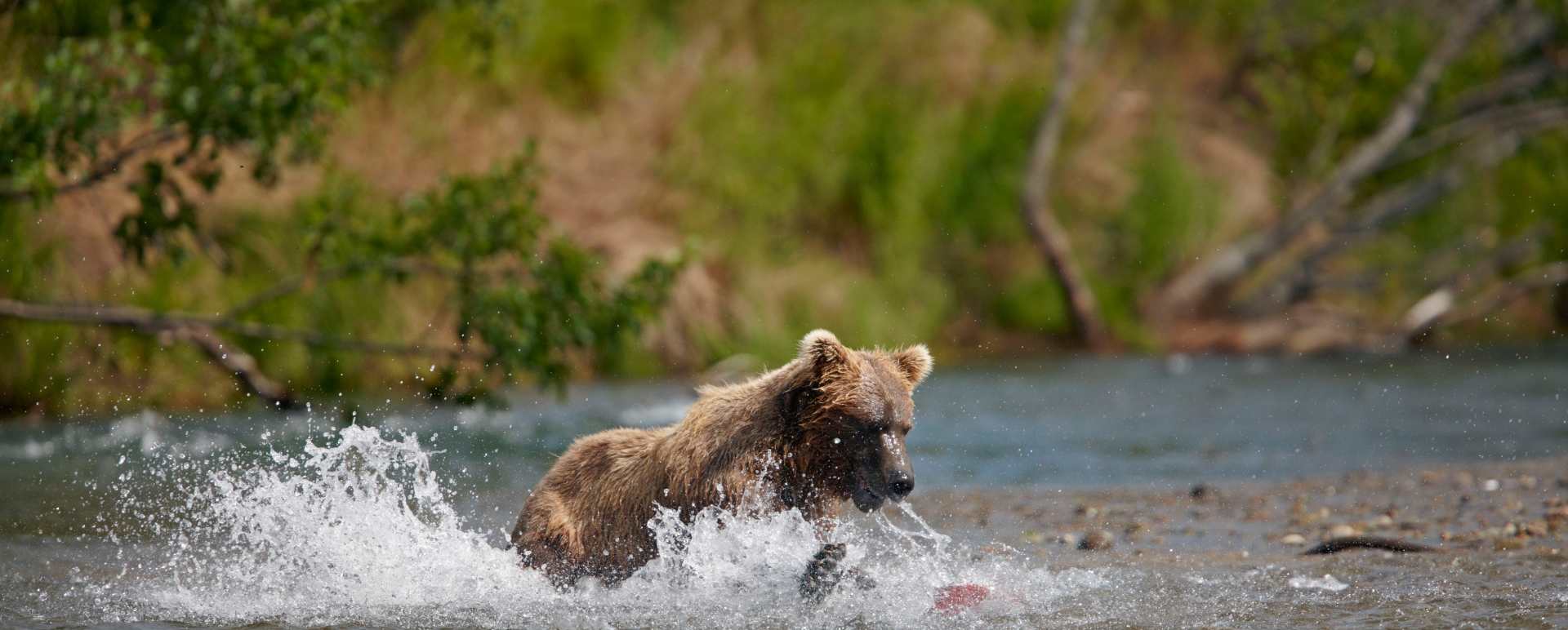 Bear Viewing in Katmai National Park