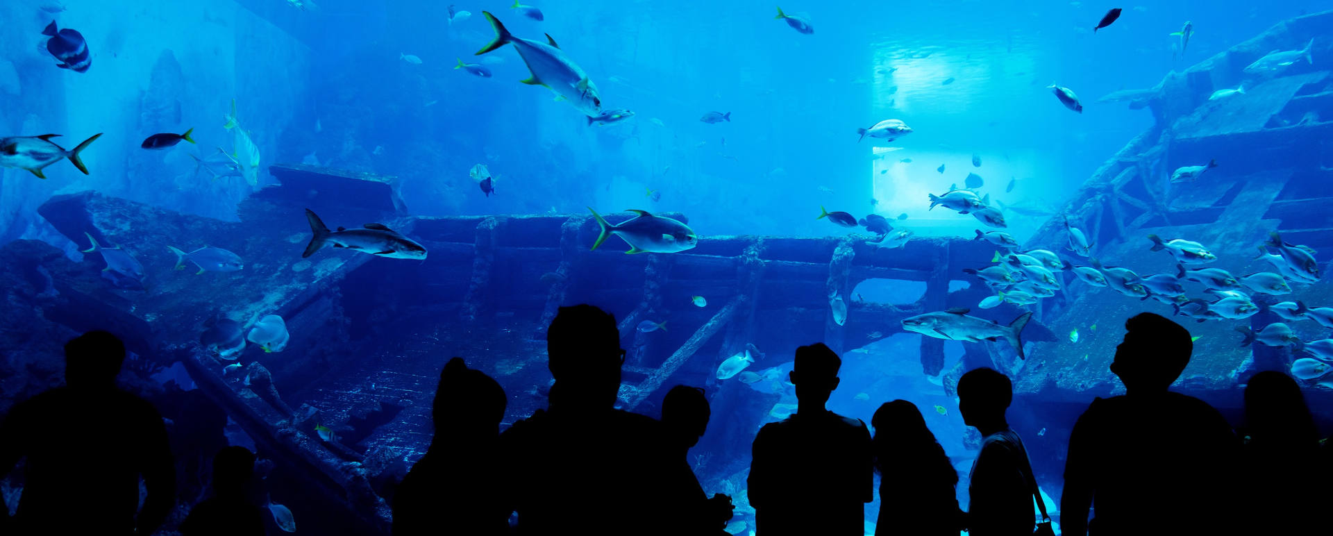 Monterey Aquarium The US 1