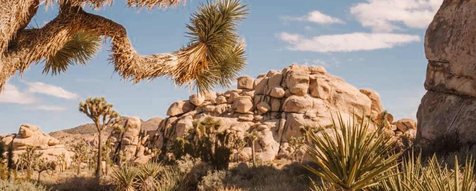Private Joshua Tree Hike
