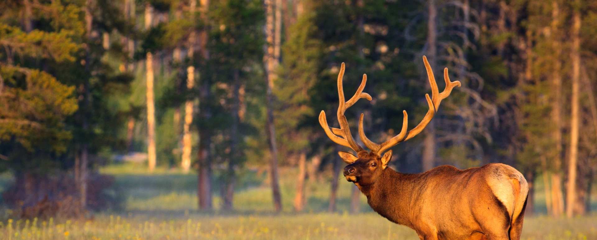 Private Guided Day Tour into Yellowstone