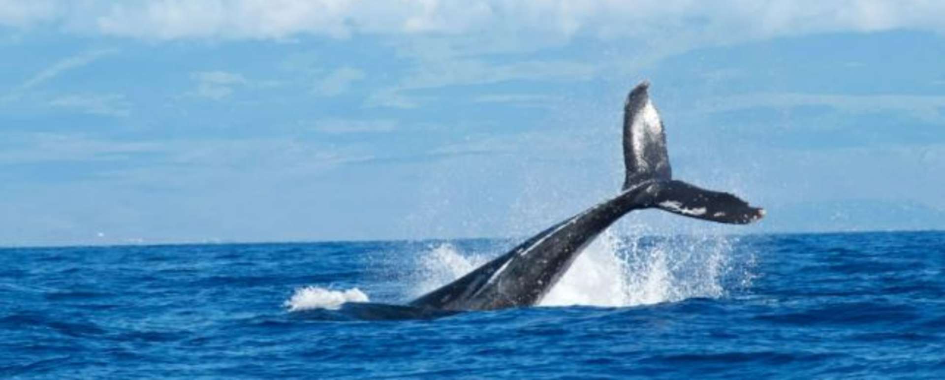 Private Zodiac Whale Watching Adventure