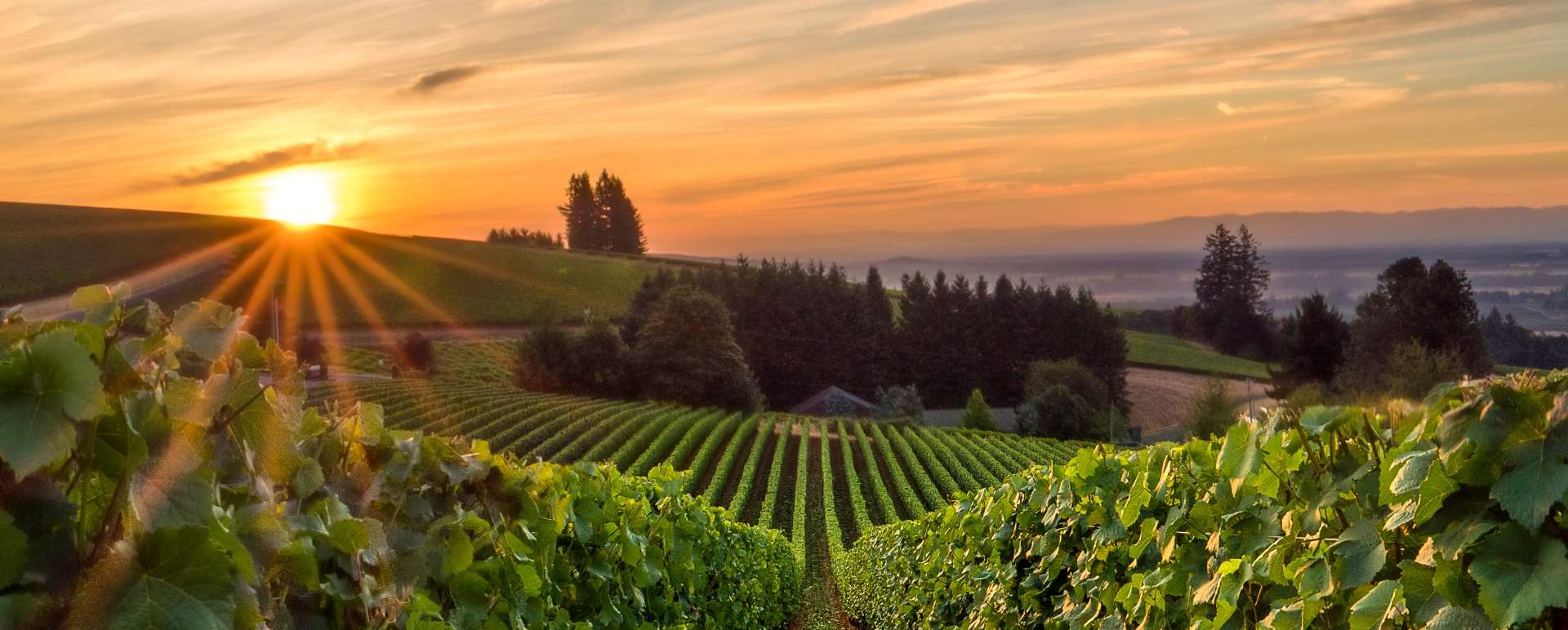 Willamette Valley Wine Tour